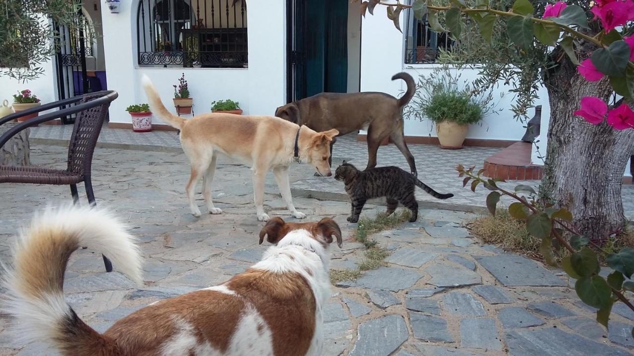 Bed & Breakfast Alegria Y Luna Bed & Breakfast Sorbas Eksteriør bilde